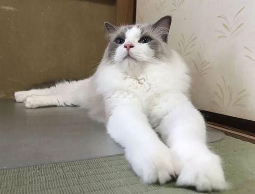 娱乐吃瓜酱旅馆猫咪,揭秘娱乐吃瓜酱旅馆的喵星人生活  第2张